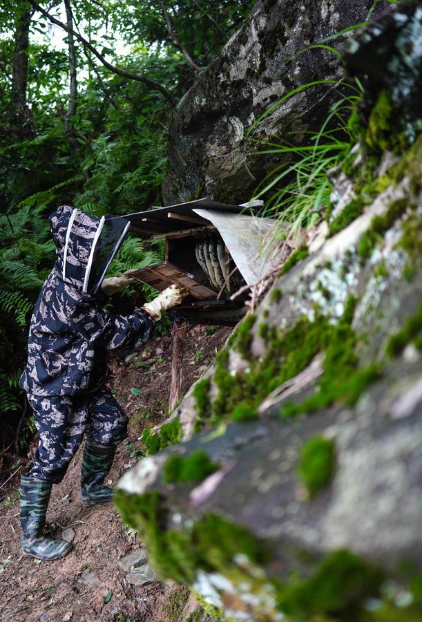 广西龙胜：苗山深处养蜂忙