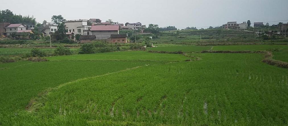 邵阳县诸甲亭乡：积极探索以党建引领乡村振兴路径