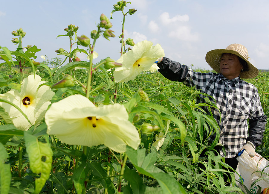 黄蜀葵种成致富花