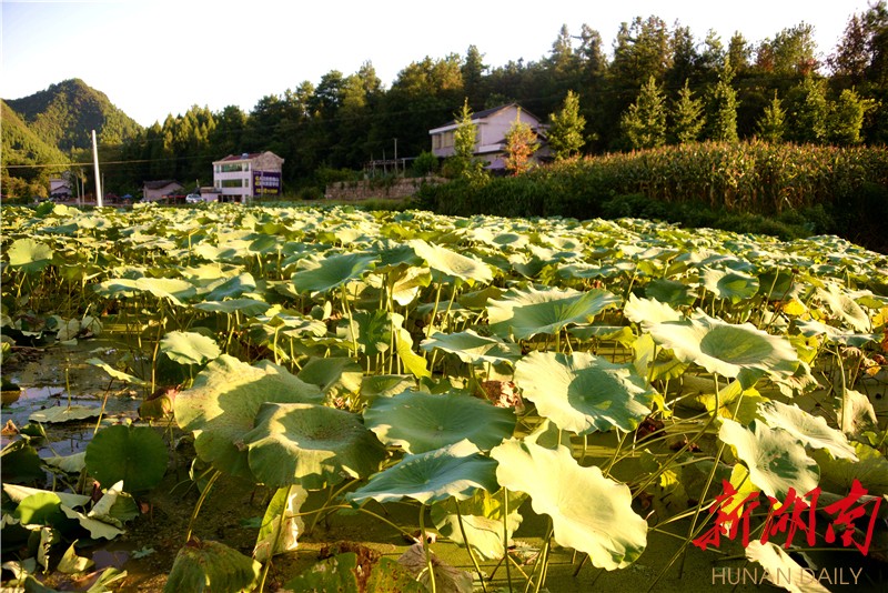 永顺县石堤镇友谊村双枪出动荷出精彩