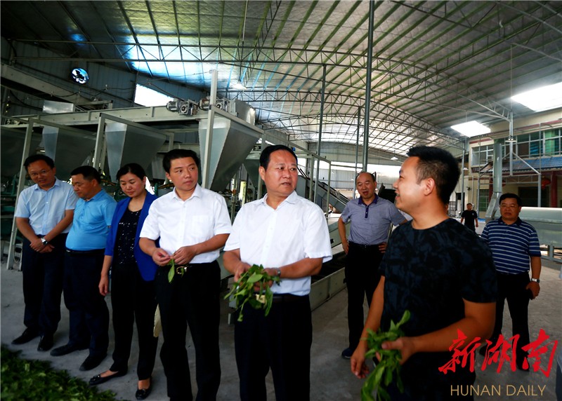 察看古丈县古阳镇太坪村沁心茶厂