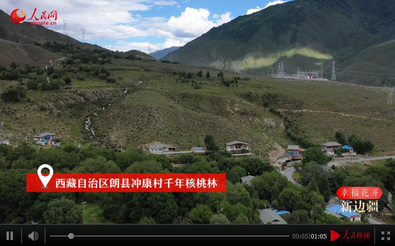 【幸福花开新边疆】千年核桃林 带来幸福果