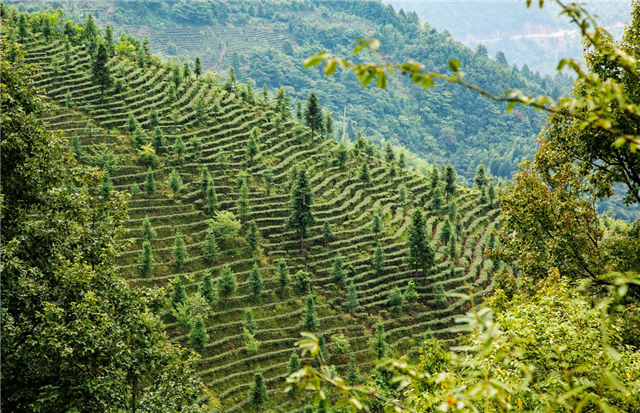 莽山仙峰茶叶有限公司茶园正在茶园劳作的林石华谈起现在的生活,很是