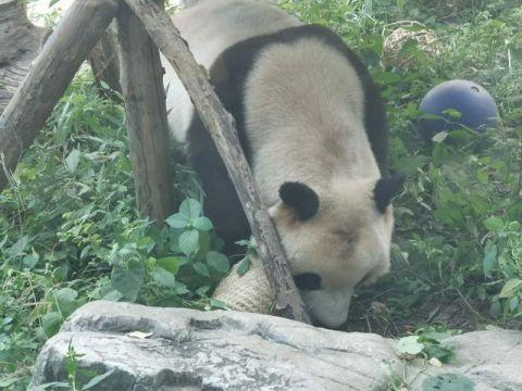 北京动物园公布熊猫“秃头”调查结果：打滚引起毛发磨损