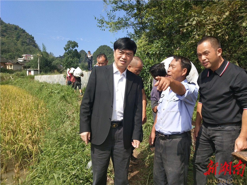 花垣县委书记罗明一线查看稻谷抢收工作