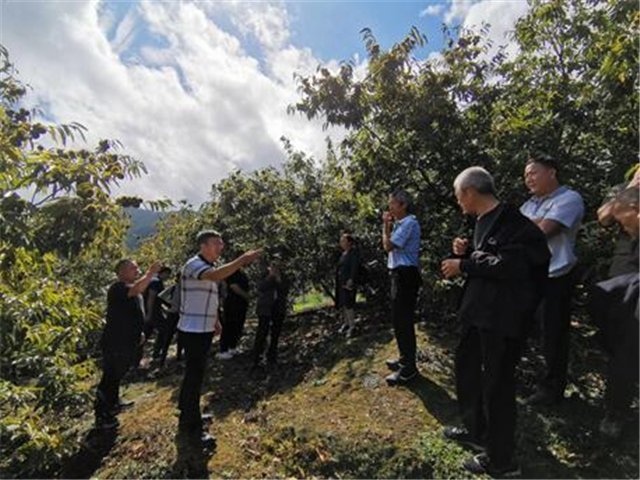 “种植锥栗，我们更有信心了”  天心区以技术培训促洛塔乡产业发展