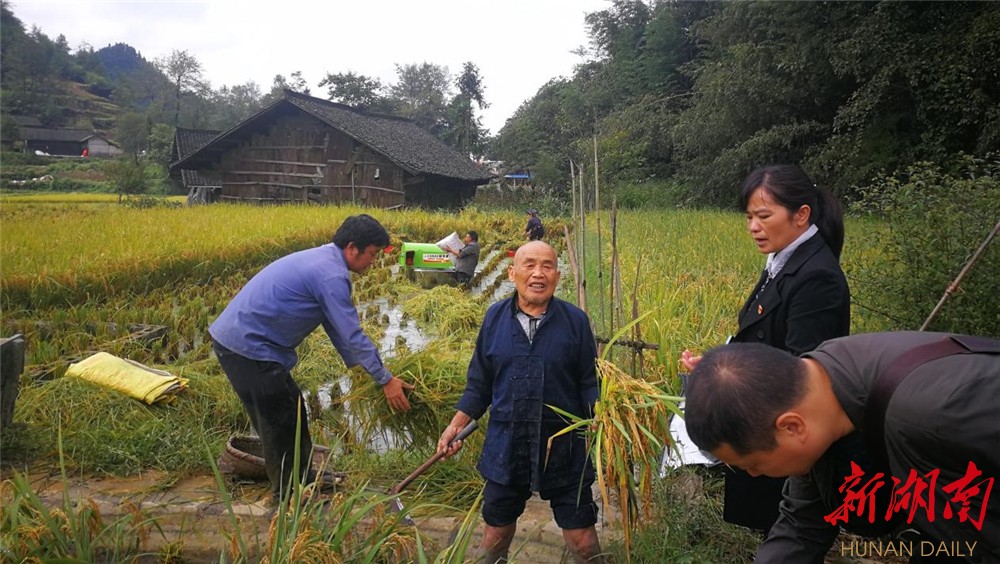 花垣县长乐乡:多措并举 抢天夺时 助农收水稻保增收