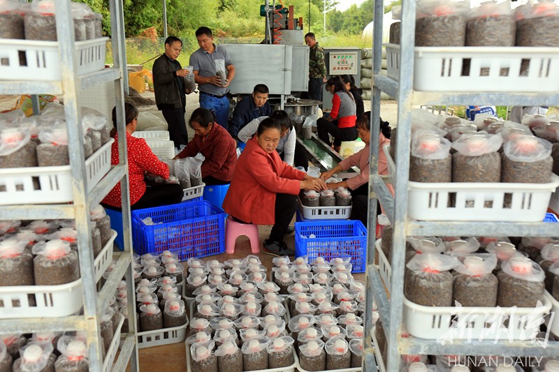 县区|零陵:黑皮鸡枞菌铺就致富路 - 永州 - 新湖南