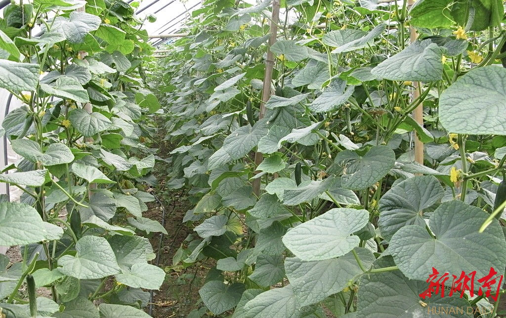 侯国青加的大棚蔬菜长势喜人 侯国青加的大棚蔬菜长势喜人