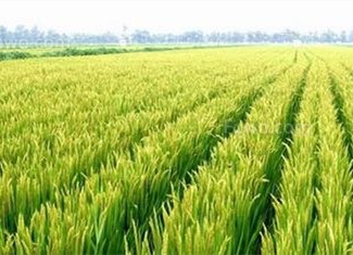农业援外，湖南走在前