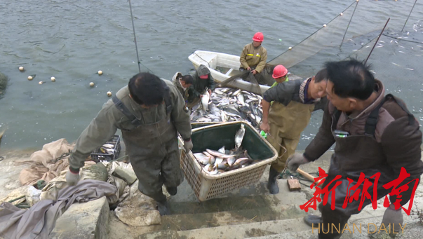 黄花鱼养殖大户正在鱼塘捕捞黄花鱼.