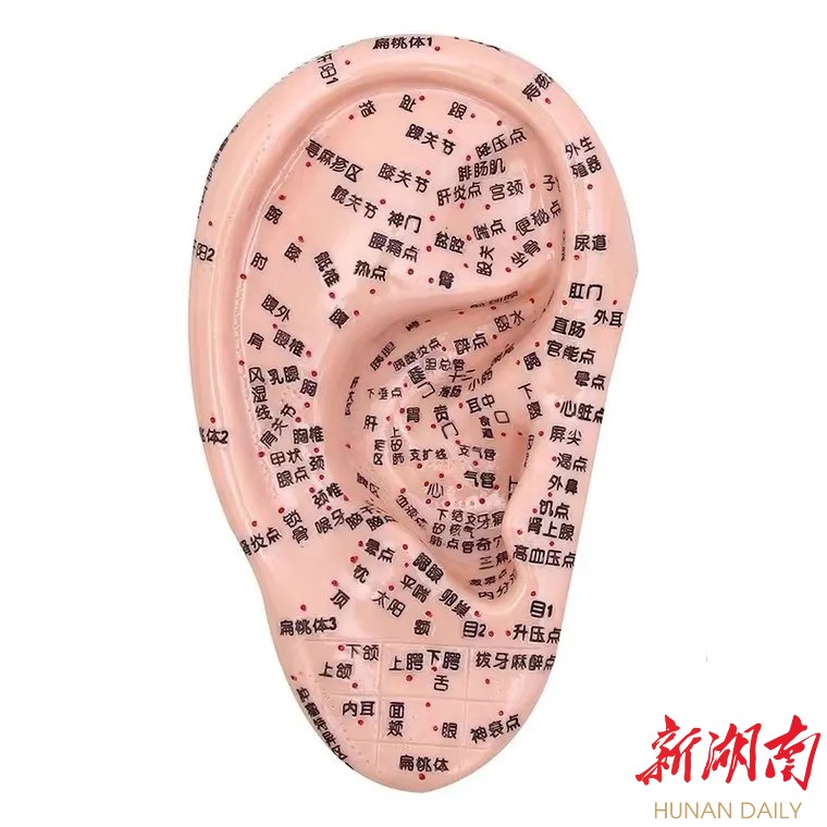 耳朵肝区位置图图片