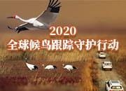 2020全球候鸟跟踪守护行动