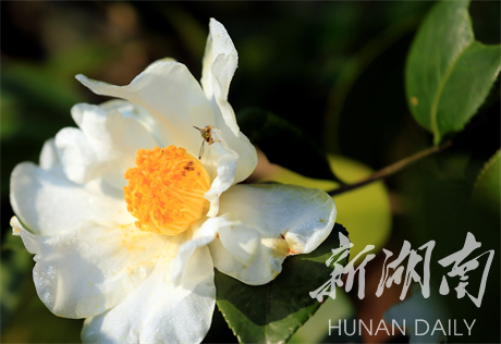 湖南祁阳：万亩油茶花开漫山白