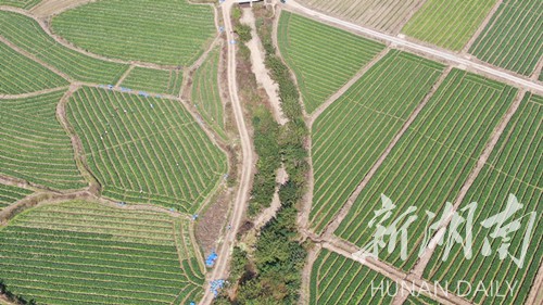 11月16日,在江华瑶族自治县大路铺镇牛角湾村的蔬菜基地,满眼绿油