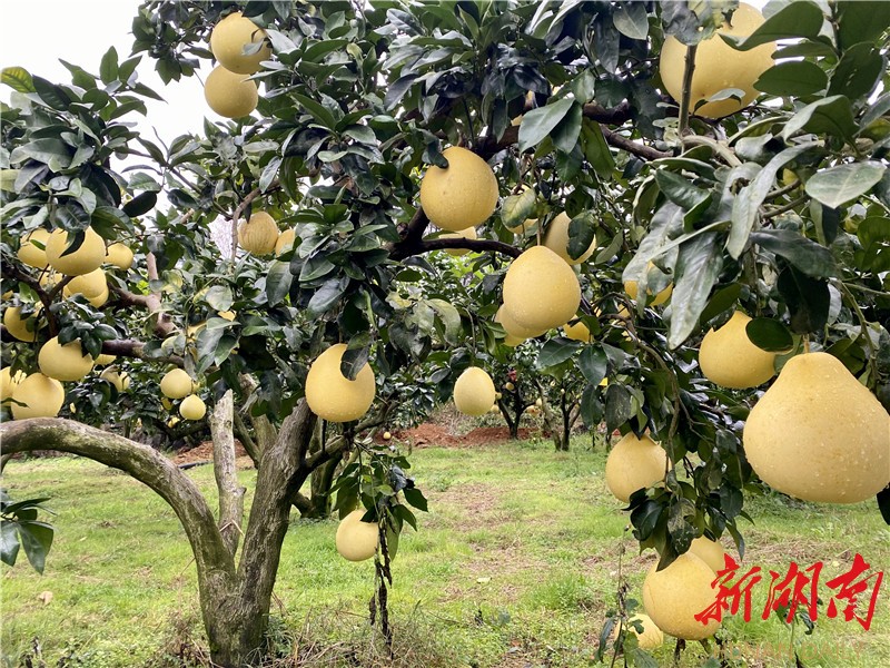 菖蒲塘村柚子园