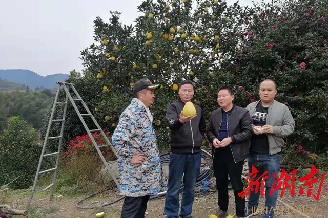 上图:怀化职院科研人员正在收集果树种质资源。 上图:怀化职院科研人员正在收集果树种质资源。