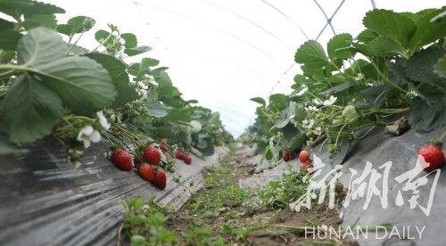 产业|江华大山寨村：草莓抢鲜上市 游客络绎不绝