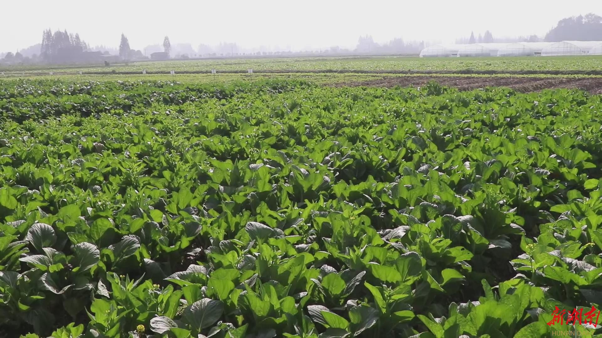 千亩菜苔铺就群众致富路-新湖南