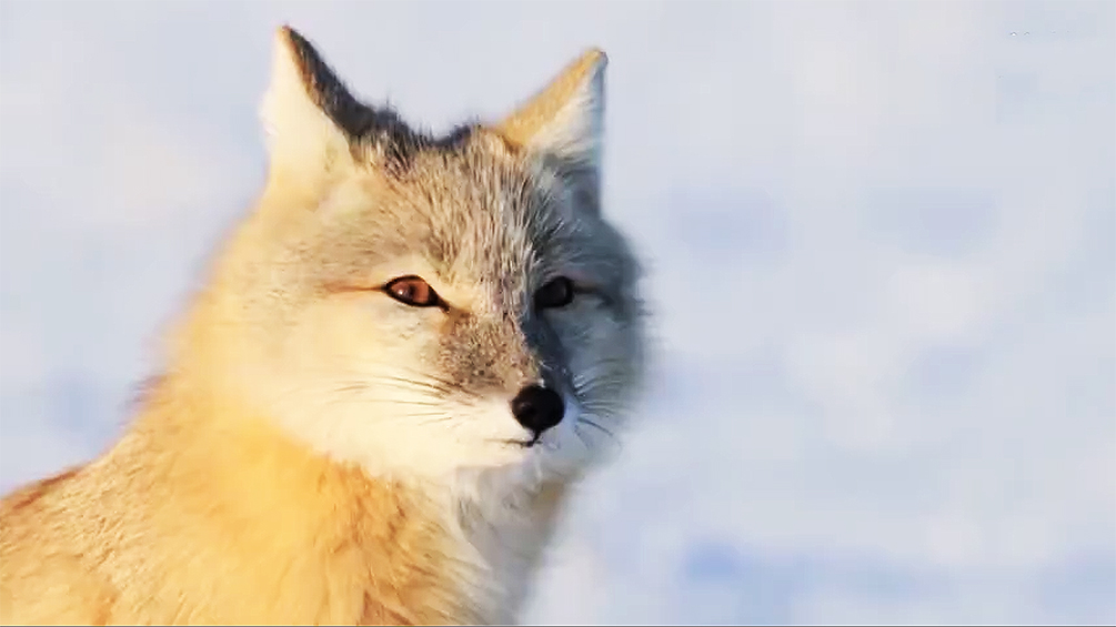 内蒙古雪地现濒危物种“沙狐”！毛茸茸机警觅食 与镜头大方对视