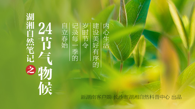 湖湘自然笔记·我们的24节气物候记