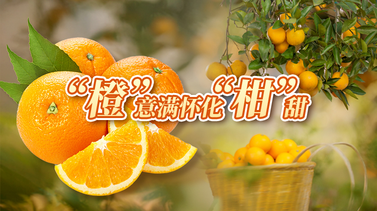 专题：“橙”意满怀化“柑”甜