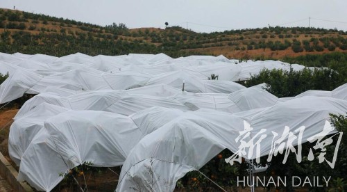 产业|江华：果树“披衣盖被”防寒过冬
