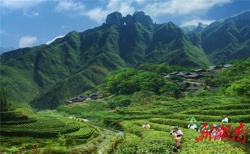 保靖吕洞山黄金古茶园