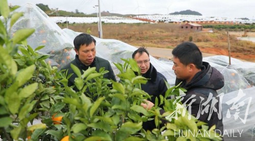 产业|江华：农技人员指导果树“盖被”过冬