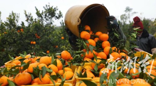 产业|江华：玫瑰香柑成熟季 冒雨采摘发电商