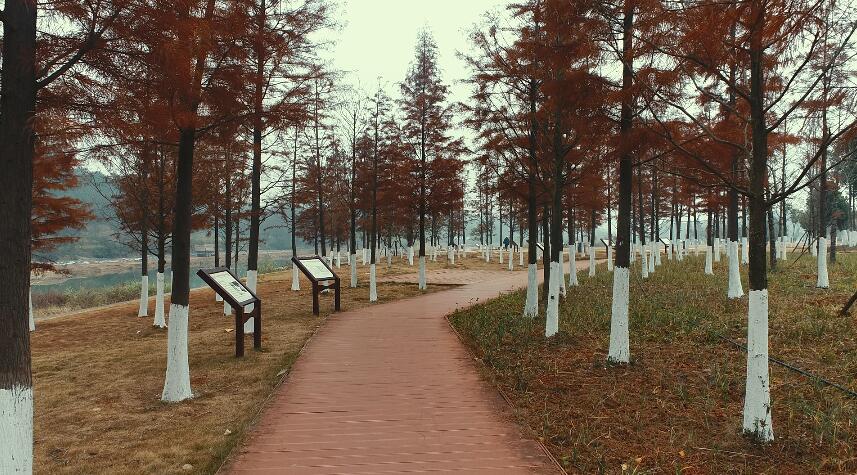 风景|江华：滨江公园水杉红了
