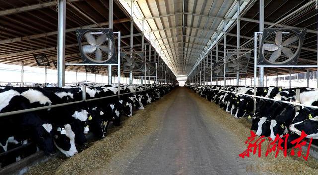 产业|江华：（应对低温天气）指导养殖场做好防寒保暖 保障冬季禽畜温暖过冬