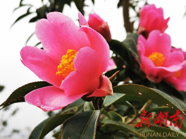 作品赏析丨越是深冬越灿然,山茶花开雪霜天 新湖南www.hunanabc.com