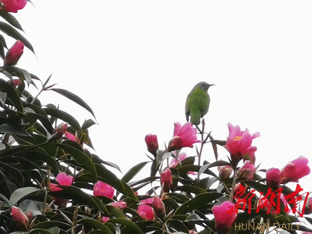 作品赏析丨越是深冬越灿然,山茶花开雪霜天 新湖南www.hunanabc.com