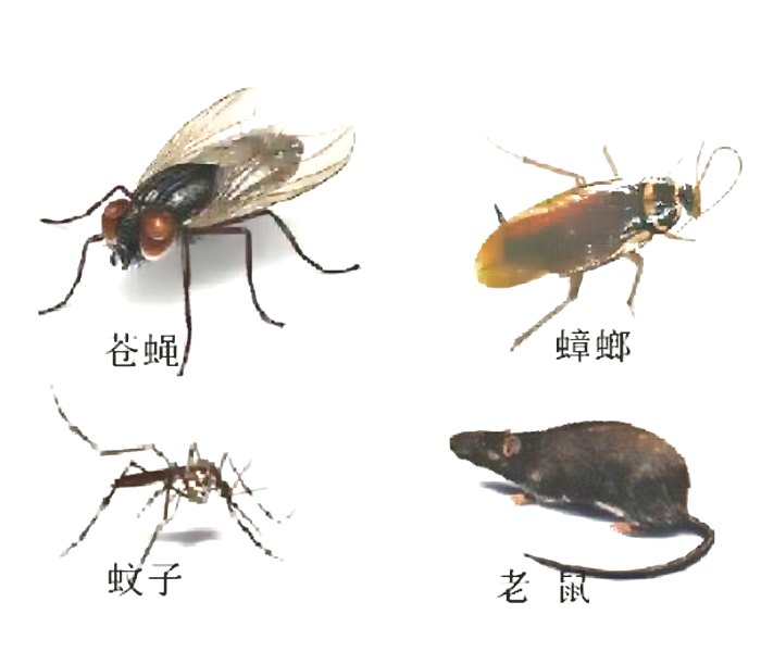 图为苍蝇、蚊子、老鼠和蟑螂“四害”。资料图片
