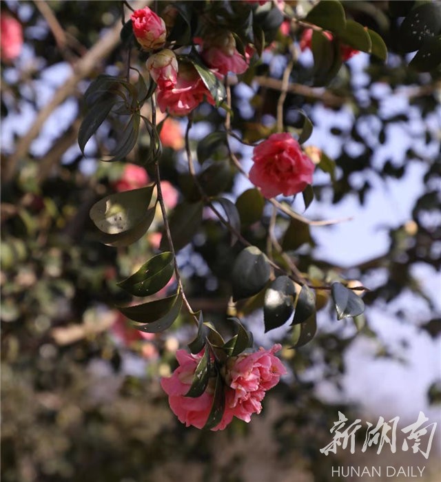 Travel navigation丨Provincial Botanical Garden plum blossom tea flower blooming requires an appointment-Today's attention-Hunan Online-Huasheng Online-Hunan Online 05c0e07d9591c7e8b83ed20e4a1280da1d7740781612322059 - Travel navigation丨Provincial Botanical Garden plum blossom tea flower blooming requires an appointment-Today's attention-Hunan Online-Huasheng Online-Hunan Online
