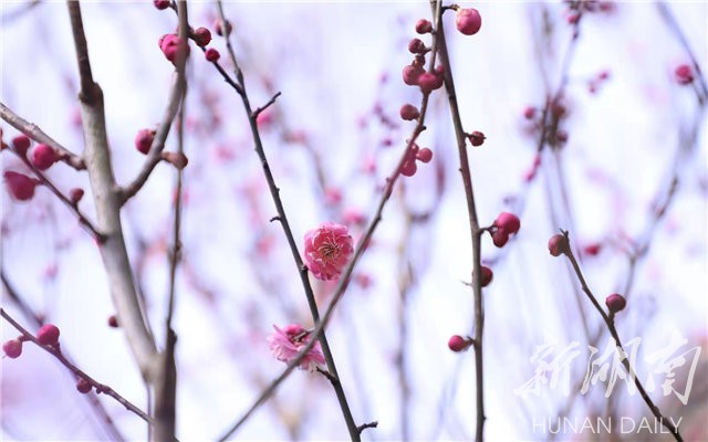 Travel navigation丨Provincial Botanical Garden plum blossom tea flower blooming requires an appointment-Today's attention-Hunan Online-Huasheng Online-Hunan Online 3079ab11a3b3a76ff8d38cb64759f2551eae62cd1612322035 - Travel navigation丨Provincial Botanical Garden plum blossom tea flower blooming requires an appointment-Today's attention-Hunan Online-Huasheng Online-Hunan Online
