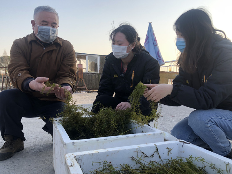 1月19日,于丹与专家团队一起查看刚抵大通湖的水草。杨玉菡 摄 1月19日,于丹与专家团队一起查看刚抵大通湖的水草。杨玉菡 摄