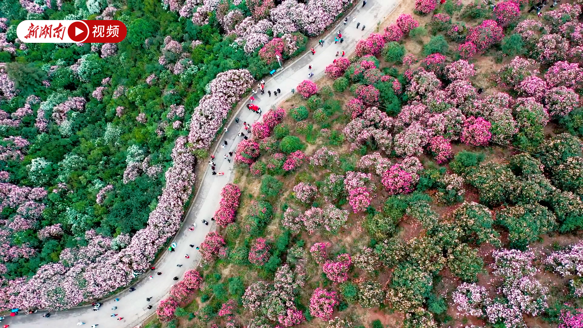 怀化中坡山山茶花路线图片