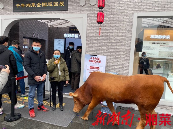 千年湘菜全国巡回展一男子获奖800斤重活牛
