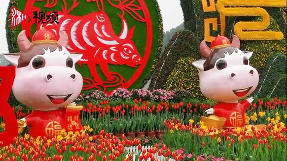 2月9日,长沙县星沙中心广场,小朋友在迎新春牛年主题花坛前玩耍.