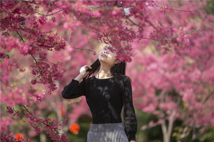 旅游|道县: 赏樱花、看表演 年味浓浓过新春