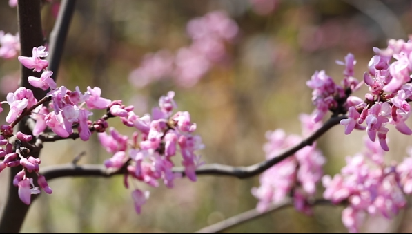 风景|江华山毫营村：紫荆花开迎春到