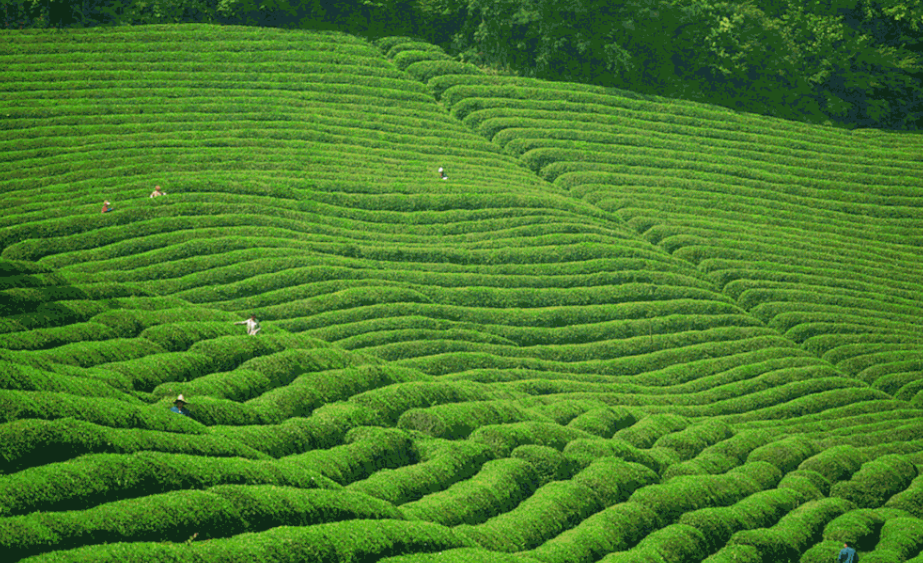 科学农事 |春季茶园管理，茶树养护，听茶叶专家王沅江的建议就对了！
