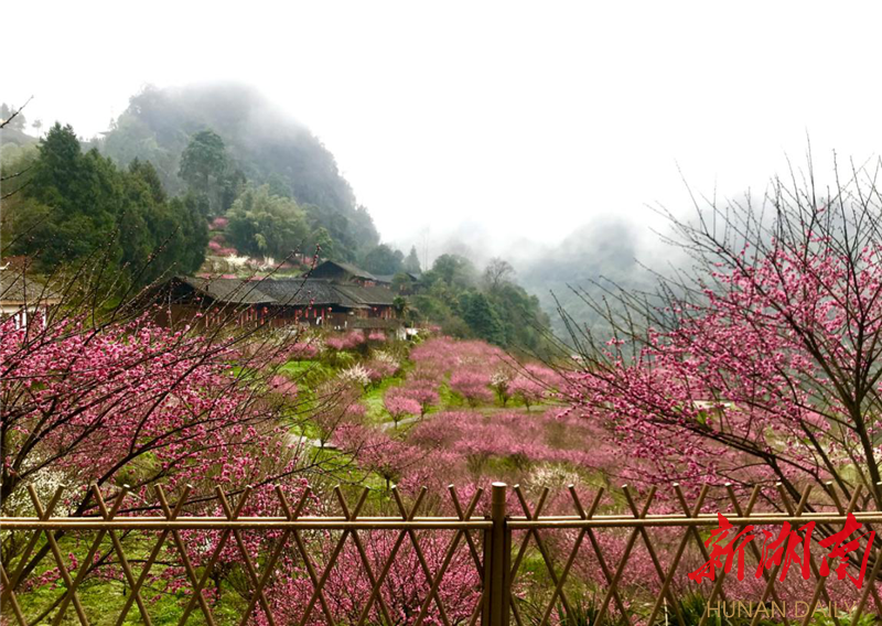 从陈家坡走出去的企业家陈健返乡,带头建设美丽乡村,如今"竹梅山寨"