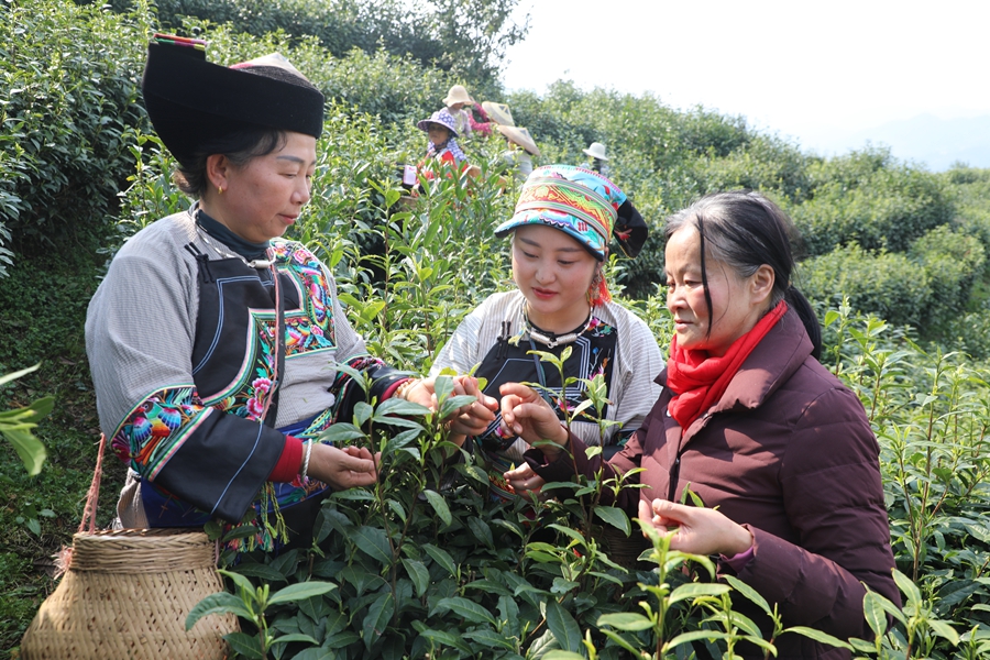 保靖：茶业发展助力乡村振兴