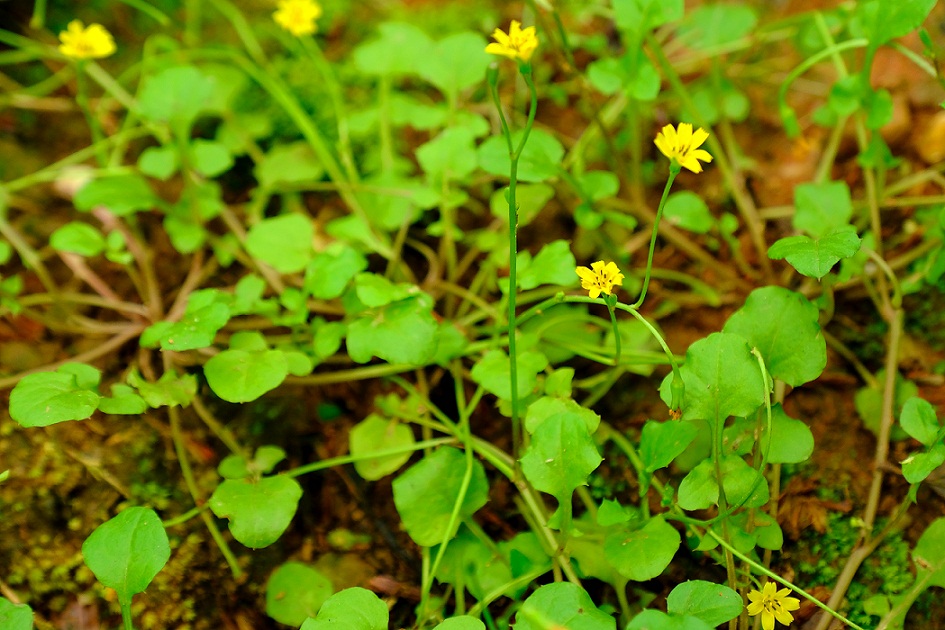 湖湘自然历丨"春之七草"都是谁?