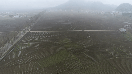 产业|江华：全县5万亩烤烟移栽已基本完成