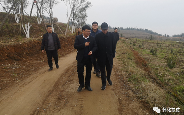 ▲谌孙武到芷江镇沙湾村千亩甜茶产业基地调研。 ▲谌孙武到芷江镇沙湾村千亩甜茶产业基地调研。