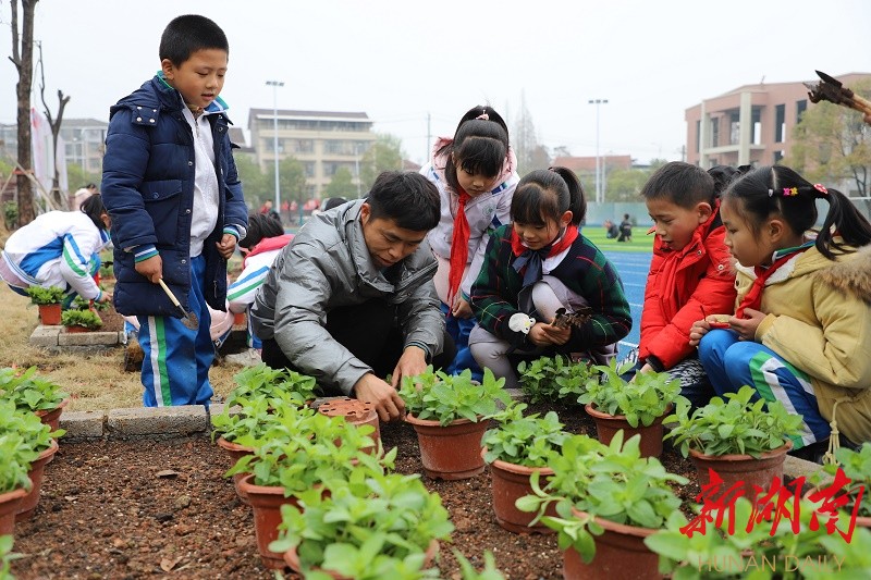 常德市武陵区东风小学:"本草园"里厚植中华文化情 - 新湖南
